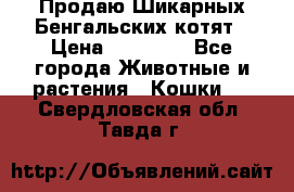 Продаю Шикарных Бенгальских котят › Цена ­ 17 000 - Все города Животные и растения » Кошки   . Свердловская обл.,Тавда г.